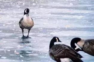 国产水鸟大野驴视频,探寻自然之美与野性魅力