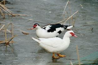 国产水鸟大野驴视频,探寻自然之美与野性魅力