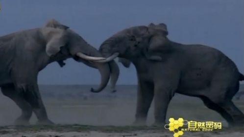 国产大象视频在线,探索中国原创动画的魅力之旅