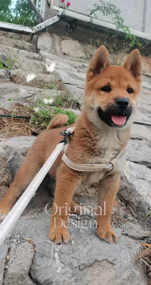 国产田园犬视频,国产犬种魅力瞬间