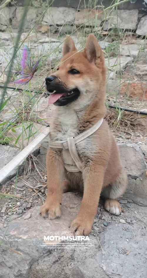 国产田园犬视频,国产犬种魅力瞬间