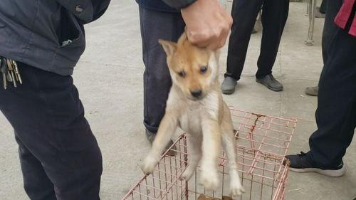 国产田园犬视频,国产犬种魅力瞬间