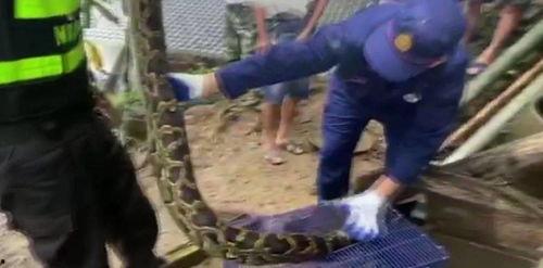 国产大蟒蛇拆解教程视频,揭秘国产大蟒蛇拆解全过程