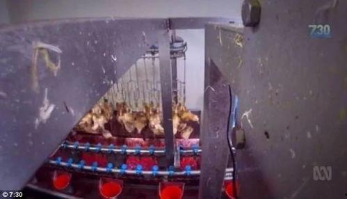 国产在线家庭泄露视频,在线视频的黑暗面