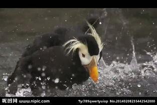 国产水鸟改造视频大全在线观看,创意无限，技艺精湛