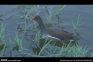 国产水鸟改造视频大全在线观看,创意无限，技艺精湛