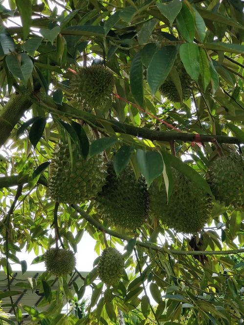 真实国产榴莲视频,视频揭秘美味背后的秘密