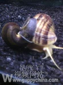 国产翡翠螺养殖视频