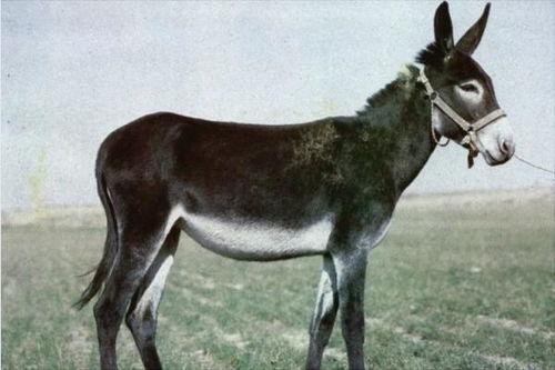 驴的发育视频动画片国产