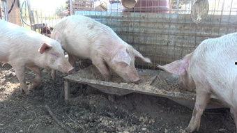 国产母猪配音视频,萌态可掬的猪界“网红”  第2张