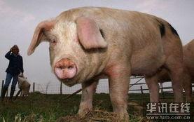 国产母猪配音视频,萌态可掬的猪界“网红”  第3张