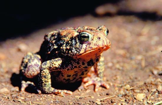 有国产美国蛤蟆吗视频网,视频网带你一探究竟  第1张