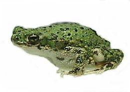 有国产美国蛤蟆吗视频网,视频网带你一探究竟  第2张