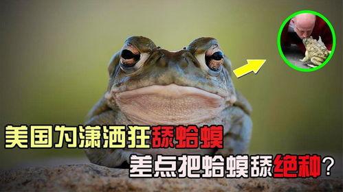 有国产美国蛤蟆吗视频网,视频网带你一探究竟  第3张